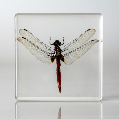 Genuine Bugs in Lucite // Dragonfly
