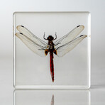 Genuine Bugs in Lucite // Dragonfly