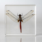 Genuine Bugs in Lucite // Dragonfly