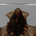 Genuine Large Bat in Lucite