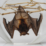 Genuine Medium Hanging Bat in Lucite // Glow in the Dark