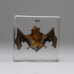 Genuine Small Bat in Lucite
