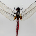 Genuine Bugs in Lucite // Dragonfly