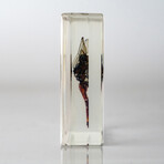Genuine Bugs in Lucite // Dragonfly