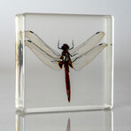Genuine Bugs in Lucite // Dragonfly
