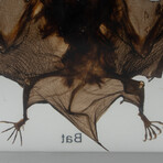 Genuine Large Bat in Lucite