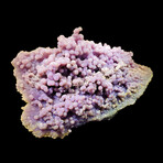 Grape Agate