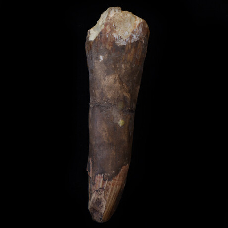 North African Spinosaur Small Fossilized Tooth // Early Cretaceous Ca. 112 To 97 Million Years Old