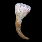 North African Spinosaur Fossilized Claw // Early Cretaceous Ca. 112 to 97 Million Years Old