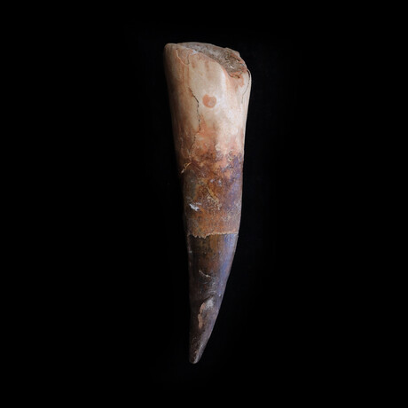 North African Spinosaur Big Fossilized Tooth // Early Cretaceous Ca. 112 - 97 Million Years Old