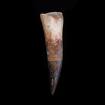 North African Spinosaur Big Fossilized Tooth // Early Cretaceous Ca. 112 - 97 Million Years Old