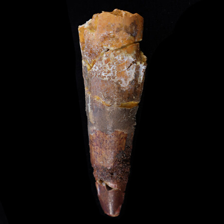 North African Spinosaur Medium Fossilized Tooth // Early Cretaceous Ca. 112 To 97 Million Years Old