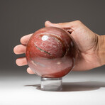 Petrified Wood Sphere + Acrylic Display Stand