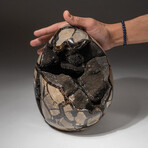 Genuine Natural Septarian Druzy Egg // V1