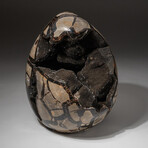 Genuine Natural Septarian Druzy Egg // V1