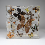 15 Genuine Butterflies in Acrylic Freeform