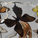 15 Genuine Butterflies in Acrylic Freeform