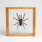 Genuine Pamphobeteus Antinous, The Bird Spider, in a Display Frame