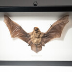 Genuine Pipistrellus Javanicus Bat