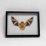 Genuine Kerivoula Picta, The Painted Bat, in a Display Frame