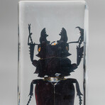 Genuine Large Stag Beetle in Lucite