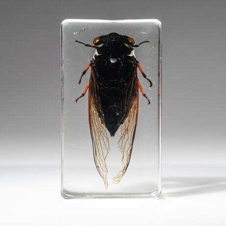 Genuine Single Cicada in Lucite