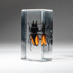 Genuine Single Stag Beetle in Lucite