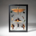 11 Genuine Insects in Display Frame // V1