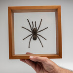 Genuine Pamphobeteus Antinous, The Bird Spider, in a Display Frame