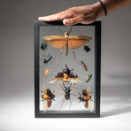 11 Genuine Insects in Display Frame // V1