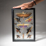11 Genuine Insects in Display Frame // V2