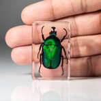 Genuine Single Iridescent Beetle in Lucite