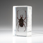 Genuine Single Antler Horned Beetle in Lucite