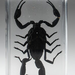 Genuine Single Small Black Scorpion