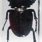 Genuine Large Stag Beetle in Lucite
