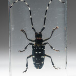 Genuine Single Long Horned Beetle in Lucite