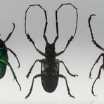 4 Genuine Beetles in Lucite // Antler+  Long-Horned + Green Chafer + Stag