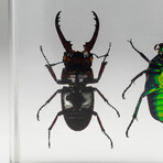 4 Genuine Beetles in Lucite // Antler+  Long-Horned + Green Chafer + Stag