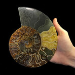 Ammonite // Ver. 6 Large Left