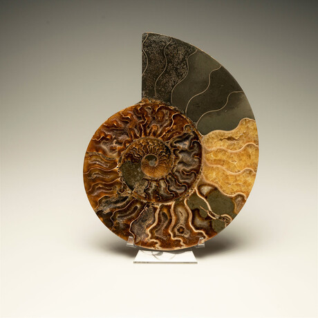 Ammonite // Ver. 6 Large Left