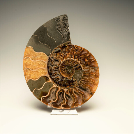 Ammonite // Ver. 6 Large Right