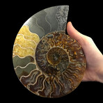 Ammonite // Ver. 6 Large Right