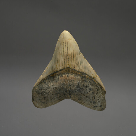 Megalodon Tooth // Ver. 1