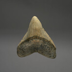 Megalodon Tooth // Ver. 1