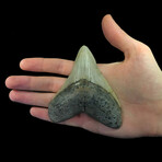 Megalodon Tooth // Ver. 1