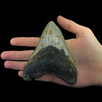 Megalodon Tooth // Ver. 2