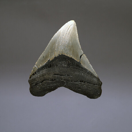 Megalodon Tooth // Ver. 4