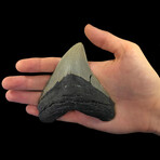 Megalodon Tooth // Ver. 4