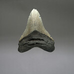 Megalodon Tooth // Ver. 5