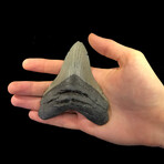 Megalodon Tooth // Ver. 5